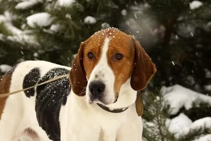 Rusă pestrițe Hound poveste, caracter, îngrijire și caracteristici ale conținutului (fotografii) (pestrițe) Rusă pestrițe Hound poveste, caracter, îngrijire și caracteristici ale conținutului (fotografii)
