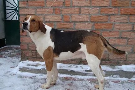 Rusă fotografii pestrițe hound și înregistrări video de câini la vânătoare, și rasa descriere standard (hound) Rusă fotografii pestrițe hound și înregistrări video de câini la vânătoare, și rasa descriere standard