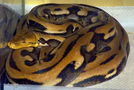 Cele mai multe cazuri de atacuri asupra oamenilor anaconda, pitoni și boa cunoscute, în fălcile animalelor (boa) Cele mai multe cazuri de atacuri asupra oamenilor anaconda, pitoni și boa cunoscute, în ghearele animalelor