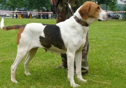 pestrițe Hound rus - o descriere, poze, pret, caracter, „da laba“ (descriere) pestrițe rus Hound - o descriere, poze, pret, caracter, „da laba“