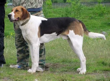 Rusă pestrițe Hound poveste, caracter, îngrijire și caracteristici ale conținutului (fotografii) (îngrijire) Rusă pestrițe Hound poveste, caracter, îngrijire și caracteristici ale conținutului (fotografii)