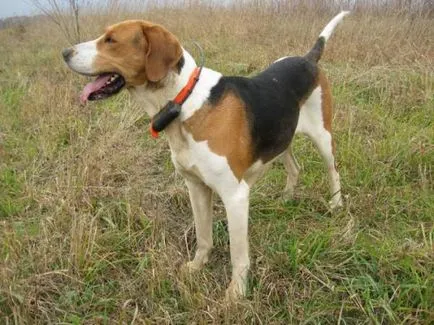Rusă pestrițe Hound poveste, caracter, îngrijire și caracteristici ale conținutului (foto) (foto) Rusă pestrițe Hound poveste, caracter, îngrijire și caracteristici ale conținutului (fotografii)