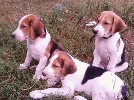Rusă pestrițe Hound poveste, caracter, îngrijire și caracteristici ale conținutului (fotografii) (îngrijire) Rusă pestrițe Hound poveste, caracter, îngrijire și caracteristici ale conținutului (fotografii)