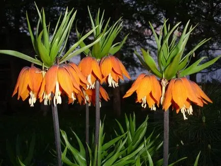 plantare Fritillary Imperial și de îngrijire, foto