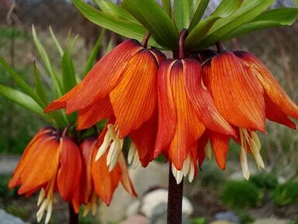 plantare Fritillary Imperial și de îngrijire, foto