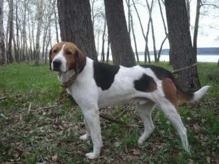 pestrițe rus Hound poveste, caracter, îngrijire și caracteristici ale conținutului (fotografii) (Russian) Rusă pestrițe Hound poveste, caracter, îngrijire și caracteristici ale conținutului (fotografii)