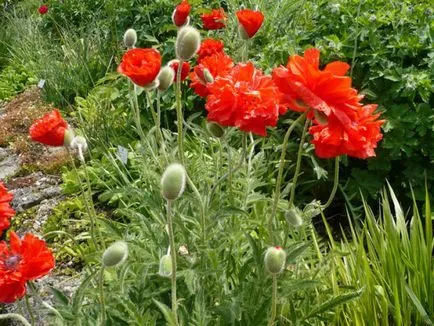 instrucțiuni video de grădină Papaver pe îngrijirea cu propriile lor mâini, în special cultivarea de flori albe