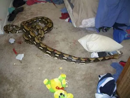 Cele mai cunoscute atacuri împotriva oamenilor din anaconda, pitoni și boa, fălcile de animale (oameni) Cele mai multe cazuri de atacuri asupra oamenilor anaconda, pitoni și boa cunoscute, în ghearele animalelor