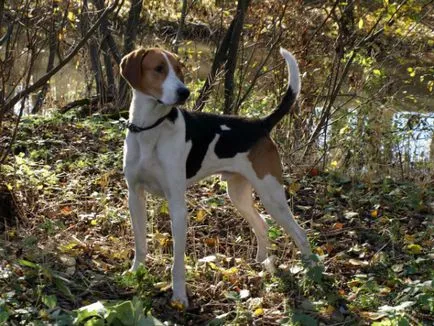 Rusă pestrițe Hound poveste, caracter, îngrijire și caracteristici ale conținutului (fotografii) (îngrijire) Rusă pestrițe Hound poveste, caracter, îngrijire și caracteristici ale conținutului (fotografii)