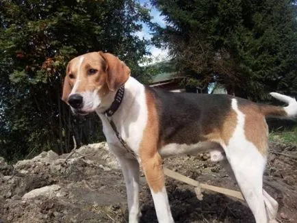 Povestea rusă pestrițe Hound, caracterul, îngrijire și mai ales conținutul (fotografii) (Hound) Rusă pestrițe Hound poveste, caracter, îngrijire și caracteristici ale conținutului (fotografii)