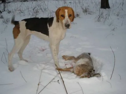 Rusă pestrițe Hound poveste, caracter, îngrijire și caracteristici ale conținutului (fotografii) (Hound) Rusă pestrițe Hound poveste, caracter, îngrijire și caracteristici ale conținutului (fotografii)