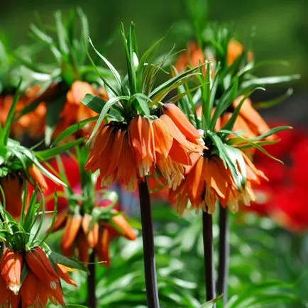plantare Fritillary Imperial și de îngrijire, foto