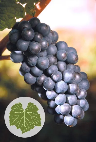 Pino Nuar (pinot noir)