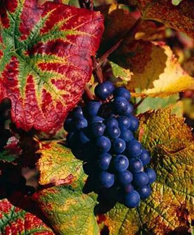 Pinot Noir