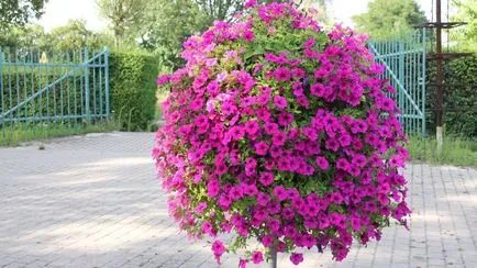 Petunia surfiniya în creștere din semințe și butași, fotografii