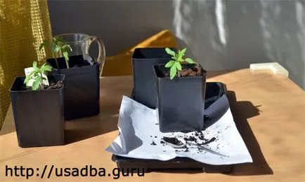 roșii ca atunci când mânuirea sabiei răsaduri de roșii scufunda foto, video