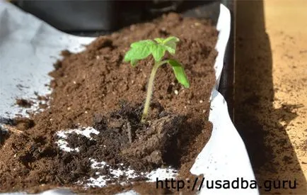 roșii ca atunci când mânuirea sabiei răsaduri de roșii scufunda foto, video
