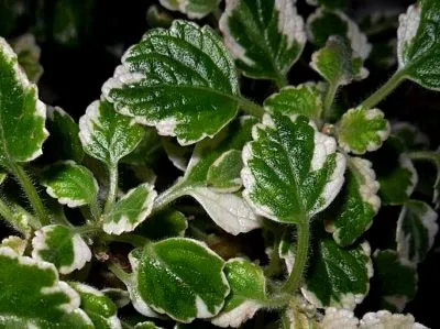 Plektrantus sau de îngrijire la domiciliu menta camera (plektrantus) Plektrantus sau menta de îngrijire la domiciliu cameră