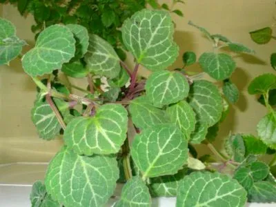 Plektrantus sau de îngrijire la domiciliu menta camera (plektrantus) Plektrantus sau menta de îngrijire la domiciliu cameră