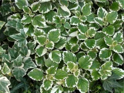 Plektrantus sau de îngrijire la domiciliu menta camera (acasă) Plektrantus sau menta de îngrijire la domiciliu cameră