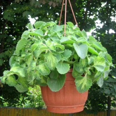 Plektrantus sau de îngrijire la domiciliu menta camera (îngrijire) Plektrantus sau menta de îngrijire la domiciliu cameră