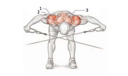 Umerii - exercițiu, în special în exercițiu, deltoizii anatomie (umeri) Umerii - exercițiu, în special în exercițiu, deltoizii anatomie