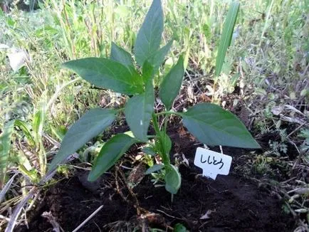 Slaba creștere răsaduri de ardei de ce și ce să facă