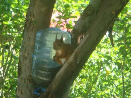 copaci spoială ce, când și cum să se albesc