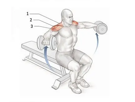 Umerii - exercițiu, în special în exercițiu, deltoizii anatomie (formare) Umerii - exercițiu, în special în exercițiu, deltoizii anatomie