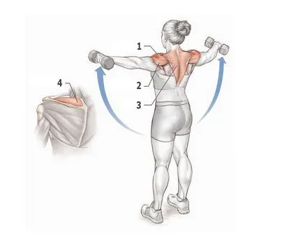 Umerii - exercițiu, în special în exercițiu, deltoizii anatomie (formare) Umerii - exercițiu, în special în exercițiu, deltoizii anatomie