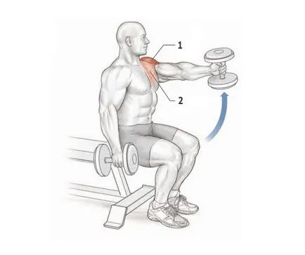 Umerii - exercițiu, în special în exercițiu, deltoizii anatomie (umeri) Umerii - exercițiu, în special în exercițiu, deltoizii anatomie