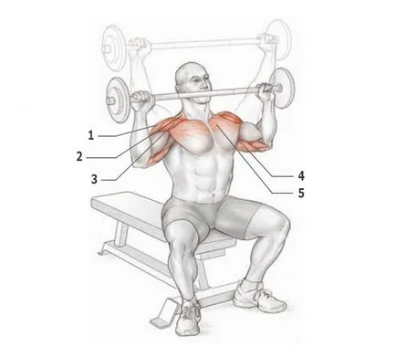 Umerii - exercițiu, în special în exercițiu, deltoizii anatomie (anatomie) Umerii - exercițiu, în special în exercițiu, deltoizii anatomie