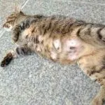 De ce pisica doarme pe o persoană deasupra capului său la picioarele comandantului, pe spate, un semn, la cap, cu mine în