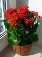 De ce frunzele se Kalanchoe galben