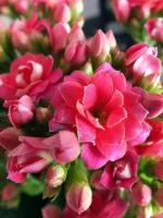 De ce frunzele se Kalanchoe galben