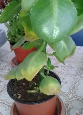 De ce frunzele se Kalanchoe galben