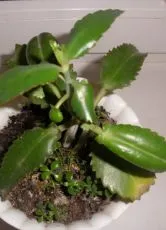 De ce frunzele se Kalanchoe galben