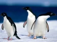 De ce Pinguinii nu acoperi de ce pinguinii nu acoperi răspunsul (de ce) De ce Pinguinii nu acoperi de ce pinguinii nu zboară răspuns