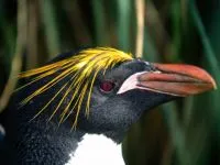 De ce Pinguinii nu acoperi de ce pinguinii nu acoperi răspunsul (de ce) De ce Pinguinii nu acoperi de ce pinguinii nu zboară răspuns
