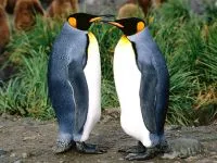 De ce Pinguinii nu acoperi de ce pinguinii nu acoperi răspunsul (de ce pinguin zbura) De ce Pinguinii nu acoperi de ce pinguinii nu zboară răspuns