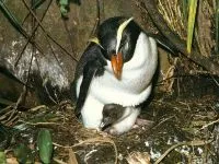 De ce Pinguinii nu acoperi de ce pinguinii nu zboară răspuns (Penguins) De ce Pinguinii nu acoperi de ce pinguinii nu zboară răspuns