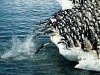 De ce Pinguinii nu acoperi de ce pinguinii nu zboară răspuns (acoperi) De ce Pinguinii nu acoperi de ce pinguinii nu zboară răspuns