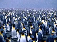 De ce Pinguinii nu acoperi de ce pinguinii nu acoperi răspunsul (de ce) De ce Pinguinii nu acoperi de ce pinguinii nu zboară răspuns