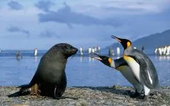 De ce Pinguinii nu acoperi de ce pinguinii nu zboară răspuns (acoperi) De ce Pinguinii nu acoperi de ce pinguinii nu zboară răspuns