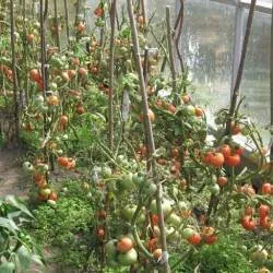 De ce nu legat tomate în seră, ce să facă, și de ce nu ovar - eteplitsa - viața mea