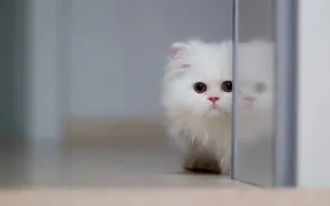 De ce o pisica labe de masaj, asistent felină (face) De ce o pisica de masaj labe, asistent feline