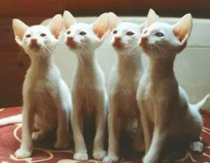 De ce are o pisica labe de masaj, asistent felină (labe) De ce o pisica de masaj labe, asistent feline