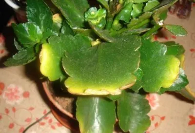 De ce frunze Kalanchoe rândul său, galben și uscat (de ce) De ce frunze Kalanchoe rândul său, galben și uscat