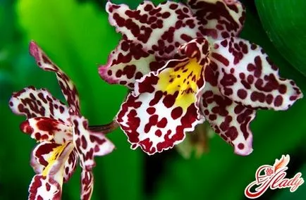 De ce flori orhidee ofili elimina cauzele posibile ale (posibil) De ce flori orhidee ofili elimina cauzele posibile
