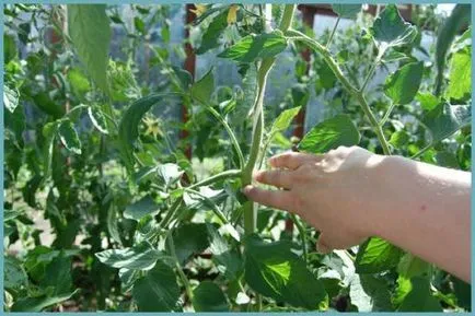De ce nu legat tomate în seră, ce să facă, și de ce nu ovar - eteplitsa - viața mea